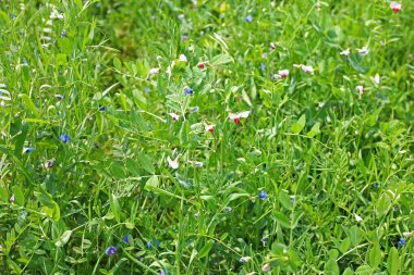 Sebze tarlasında yetişen bezelyelerin güzel yeşil bitkileri.