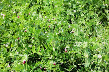 Tarlada yetişen bitkilerin taze bezelyelerinin yakın görüntüsü
