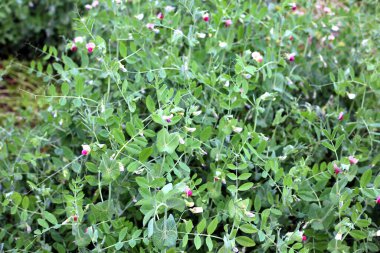 Tarlada yetişen bitkinin taze bezelyesi