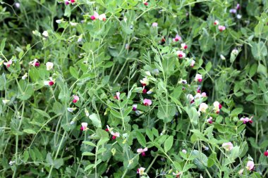 Tarlada bezelye çiçeği olan güzel yeşil bezelye ağaçları