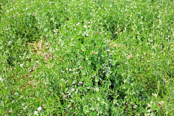 Planta Guisantes Verdes Jardín — Foto de Stock