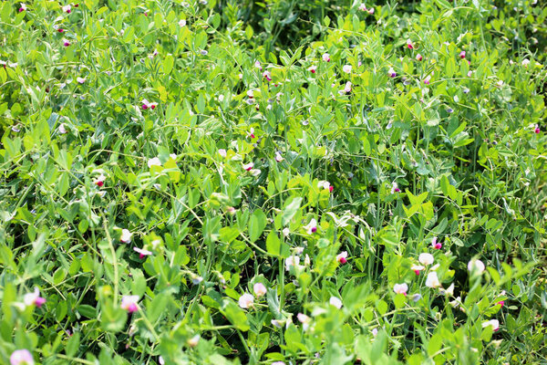 Цветущий горох в поле
