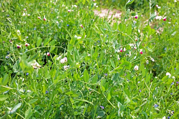 Beautiful Fresh Green Plants Peas Grow Vegetable Farm — Stock Photo, Image