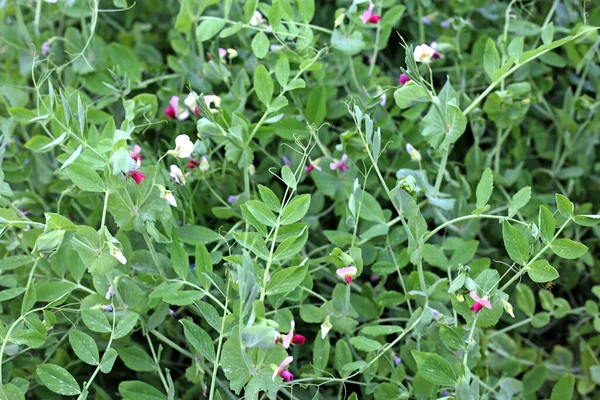 Fresh Green Pea Field Farm Bright Day — Stock Photo, Image