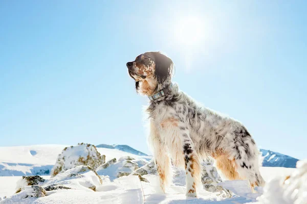 Angielski Setter Dog Śnieżnych Górach Zimowych Patrząc Przyszłość — Zdjęcie stockowe