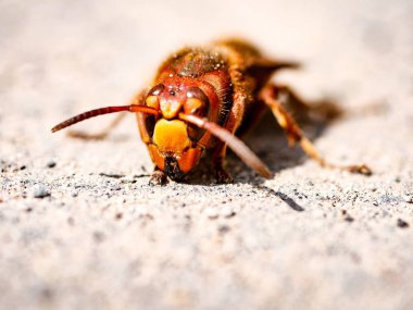 Yaban Arısı Kapanış Cephesi
