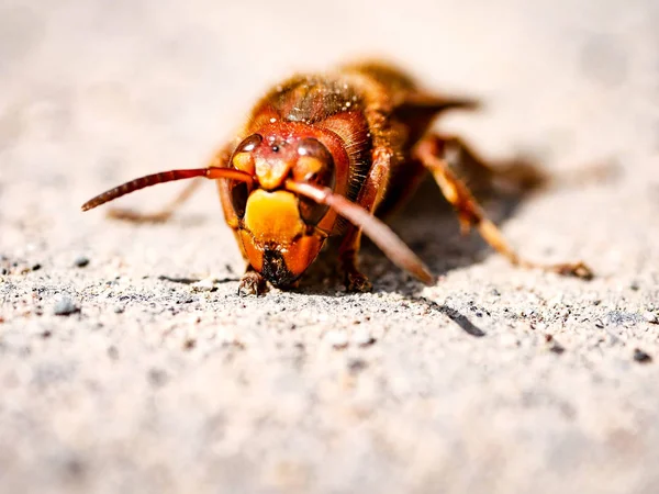 Yaban Arısı Kapanış Cephesi