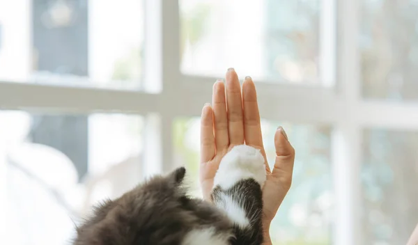 Femme Chat Mignon Élevant Patte Donnant Cinq Élevé Maison Animal — Photo