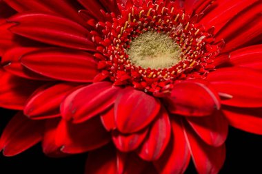 Kırmızı gerbera çiçek portre