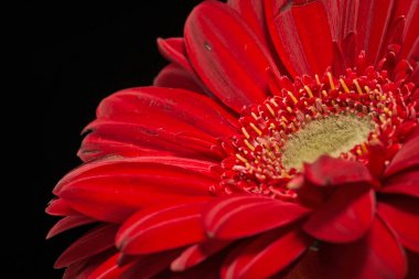 Kırmızı Gerbera Çiçeği Siyah arkaplanı kapat