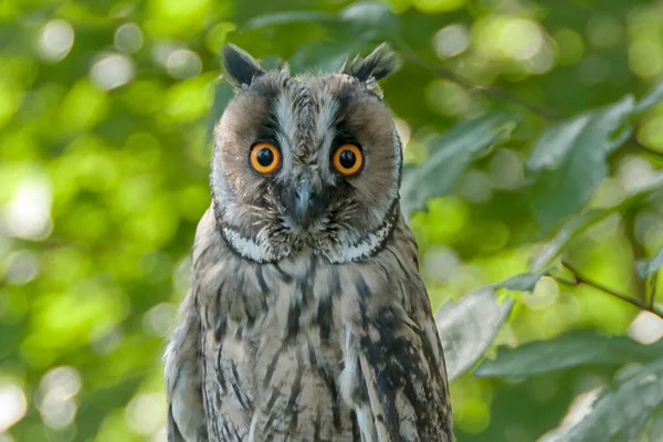 Owl Looking Frame Background Foliage — Stock Photo, Image