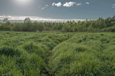 Yeşil çim tarlasından ormana doğru giden yol.