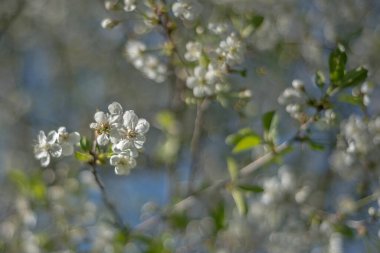Güneşli bir bahar gününde, bulanık bir günde çiçek açan kiraz dalı.