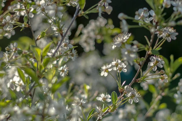 Branches Blooming Cherry Blurred Background Flowers — Stock Photo, Image