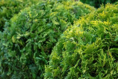 arkaplan, manzara tasarımı, bulanık arkaplan, açgözlülüğün gölgeleri