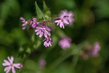Bulanık yeşil arka planda küçük orman leylağı çiçekleri.