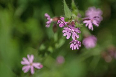 Bulanık yeşil arka planda küçük orman leylağı çiçekleri.