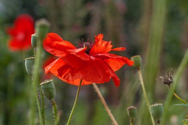 Kırmızı haşhaş, güneşli bir yaz gününde, bulanık yeşil bir arka planda.