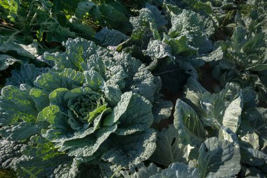 Lahana tarlasının bir parçası ve hala açık yapraklı bir salıncak, bir yaz günü, üst manzara, köşegen perspektif,