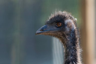 Devekuşu taşıyıcısı bulanık arkaplanda kuşhanede yakın plan 