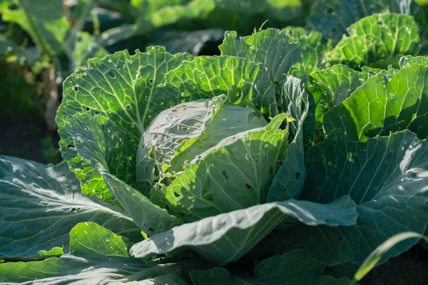 Güneşli bir yaz gününde yakın plan bir tarlada lahana.