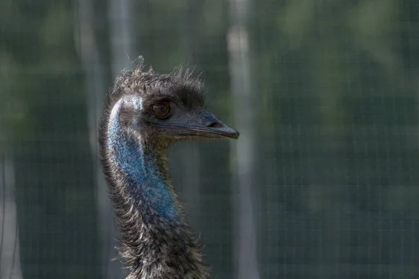 Ostrich Porter Closeup Aviary Background Blurred Green — Stock Photo, Image