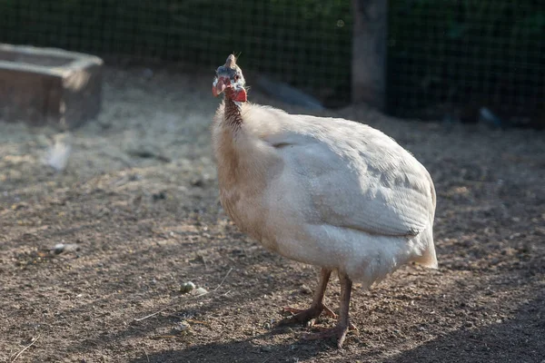 White Guinea Fowl Poultry Yard Summer Evening — Stock Photo, Image