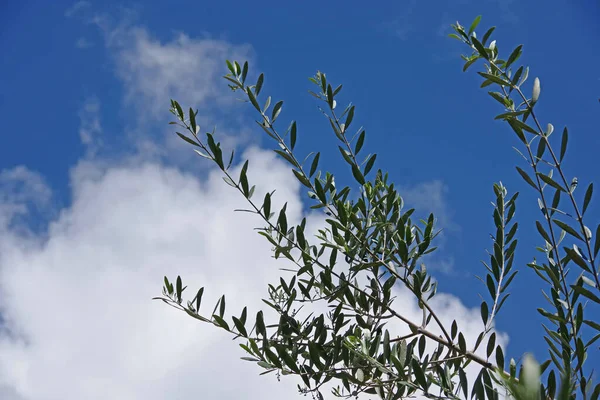 Vita Moln Och Djupblå Himmel Sett Genom Kvistar Ett Olivträd — Stockfoto