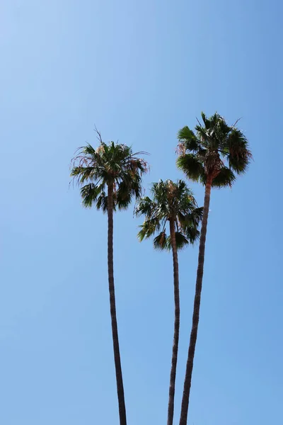 여름의 하늘을 배경으로 그루의 캘리포니아 — 스톡 사진