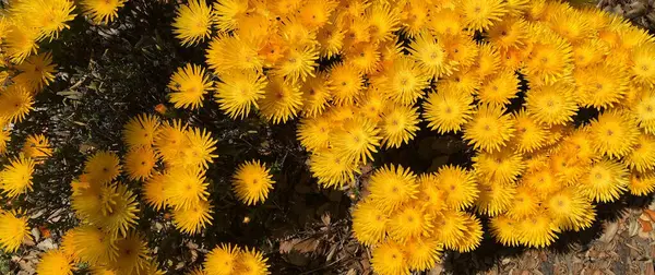 Nahaufnahme Eines Beetes Gelb Blühender Frühlingsblumen — Stockfoto