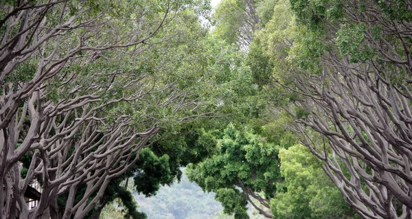 Canopies of big ficus trees along a downtown city street in Santa Barbara, California