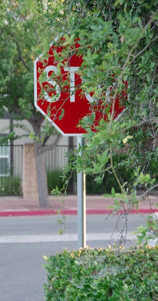 A badly placed traffic STOP sign posted behind an evergreen green hedge and obscured by the foliage of a tree