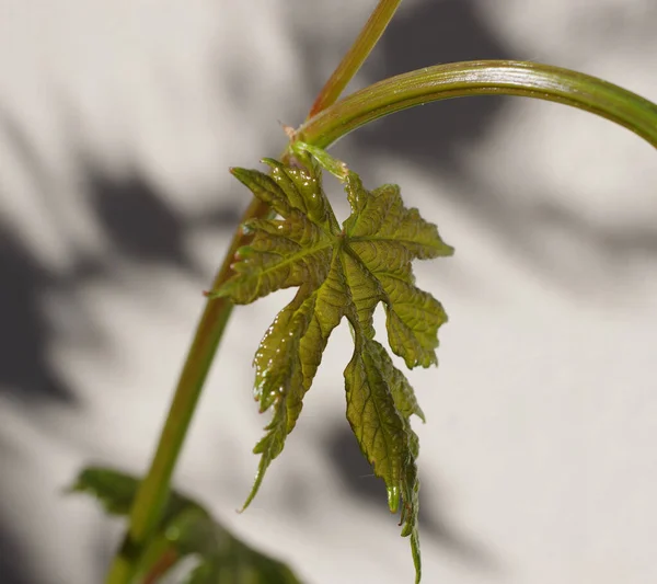Close Macro View Very Freshly Growing Wine Plant Leaf Morning — Stock Photo, Image