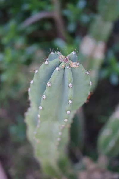 Close Selective Focus High Angle View Tip Large Green Cactus — Stock Photo, Image