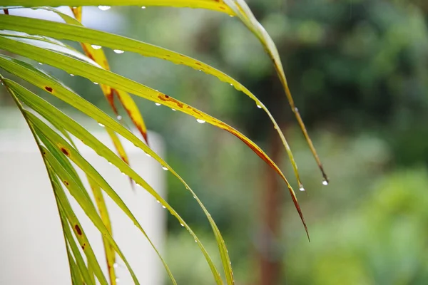 Vista Macro Cerca Las Gotas Agua Una Hoja Palma Lluvia — Foto de Stock