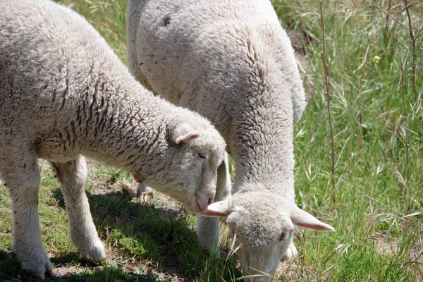 Duas Ovelhas Perto Juntas Pastando Uma Área Encosta Selvagem — Fotografia de Stock