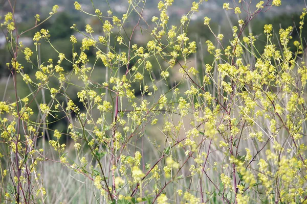 Detailní Záběr Výběrovým Zaměřením Kvetoucích Žlutých Hořčičných Rostlin Kalifornském Svahu — Stock fotografie