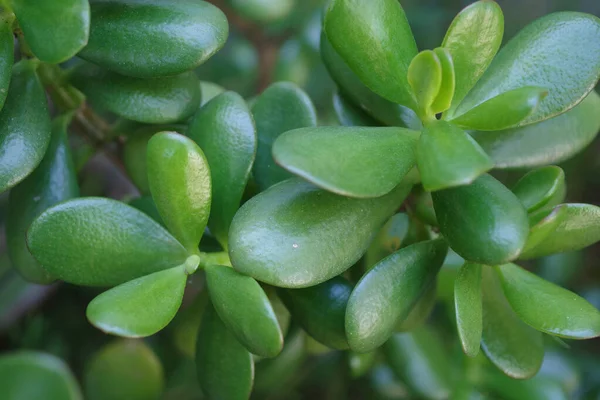 Sudut Penuh Sudut Tinggi Makro Close View Leaves Succulent Giok — Stok Foto
