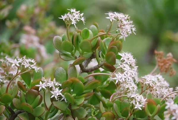 Vista Enfoque Selectivo Cerca Las Flores Una Planta Suculenta Crassula — Foto de Stock