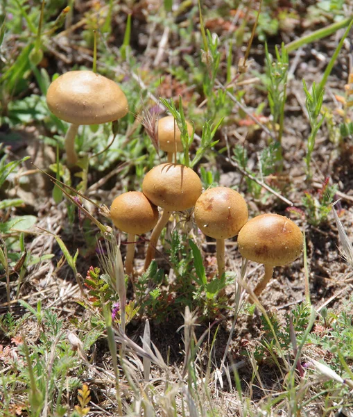 High Angle Close View Group Small Non Edible Wild Mushrooms — Stock Photo, Image