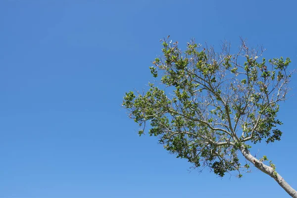 Низкий Угол Обзора Много Синего Неба Над Деревом Получающим Свежие — стоковое фото