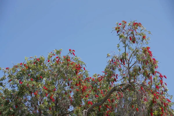 Low Angle View Crown Red Blooming Bottle Brush Tree Bright — Stock Photo, Image