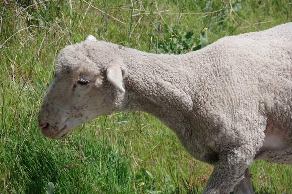 Vista Ravvicinata Una Singola Pecora Pascolo Una Collina Selvaggia — Foto Stock