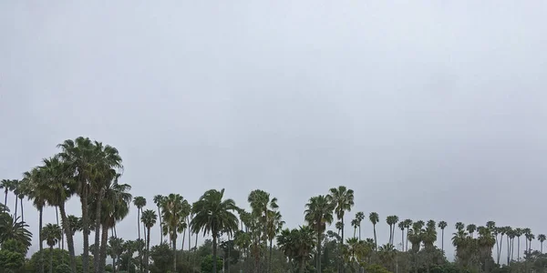 Palmeras Costeras Del Sur California Santa Barbara Bajo Nubes Grises — Foto de Stock