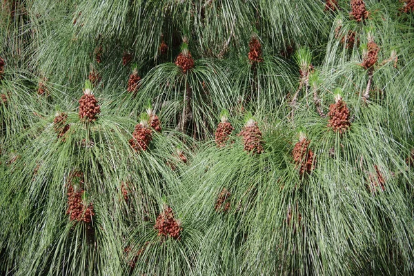 Close Sectional Full Frame View Dense Needles Monterey Pine Tree — Stock Photo, Image