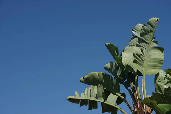 Vista Ángulo Bajo Las Hojas Una Planta Gigante Aves Del —  Fotos de Stock