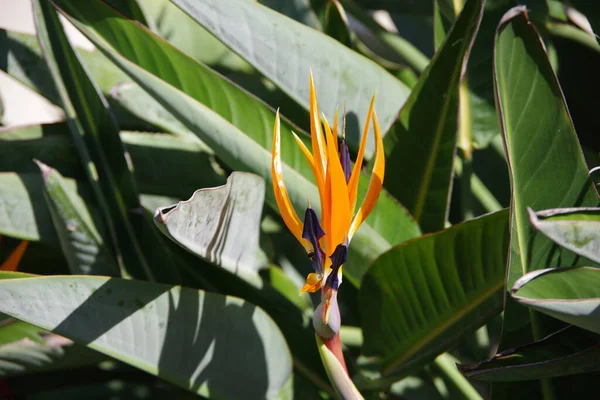 Vue Rapprochée Une Fleur Strelitzia Oiseau Paradis — Photo
