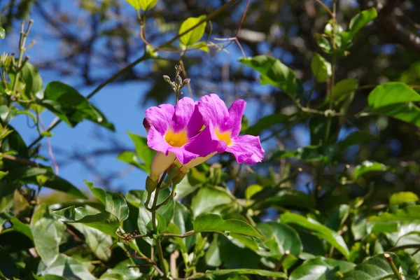 Vista Cerca Una Flor Vid Púrpura Color Rosa Brillante Con — Foto de Stock