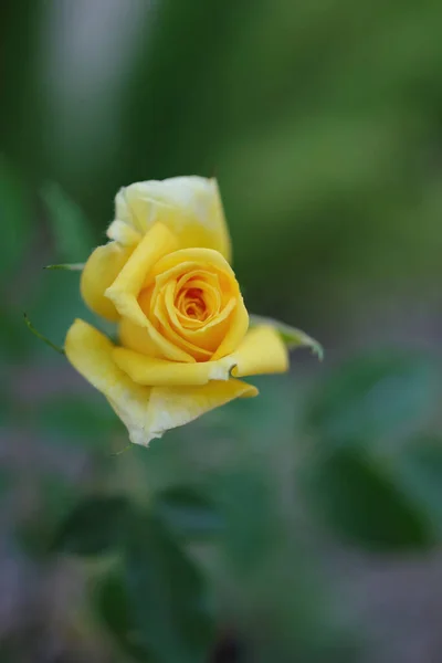 Close Makro Widok Pojedynczej Małej Żółtej Róży Ogrodzie — Zdjęcie stockowe