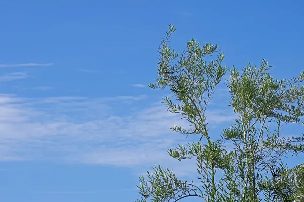 올리브 나무의 사이로 과푸른 이보였다 — 스톡 사진